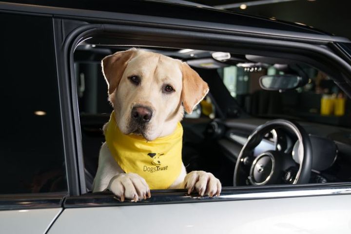 EXPLORE THE CLUBMAN IN A DOG-FRIENDLY SPACE. image