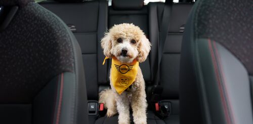 Remember To Put The Car In Bark! image