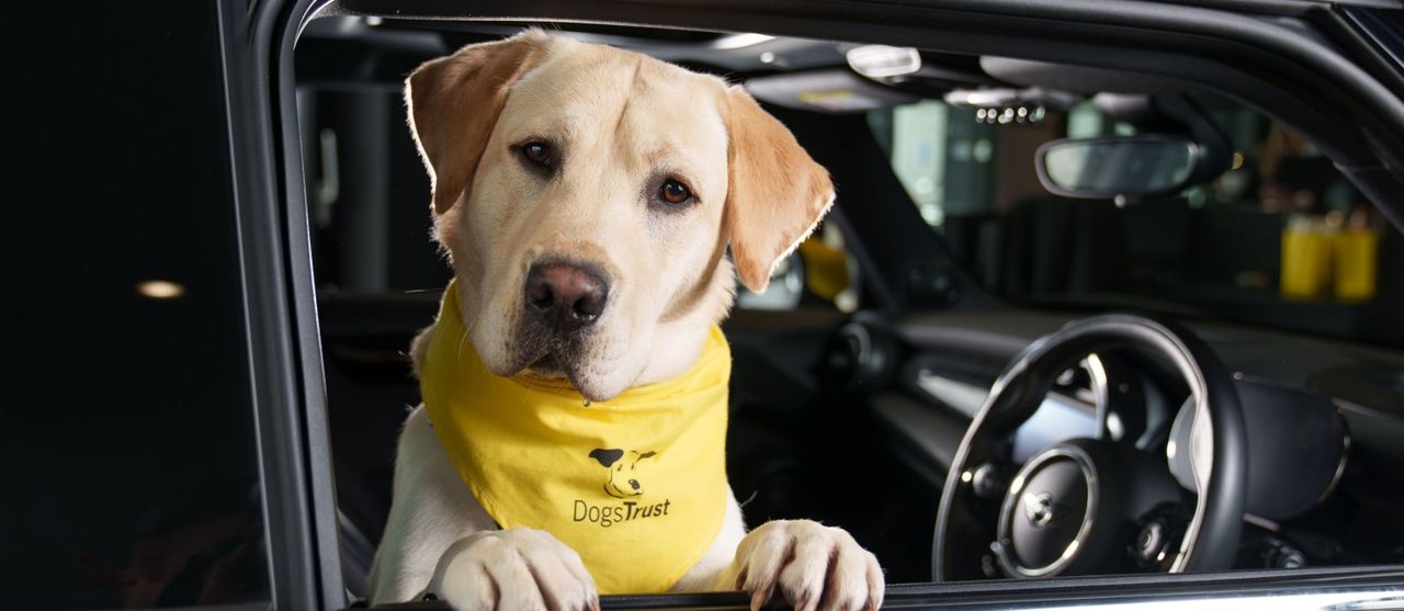 Returning a dog to dogs trust cheap